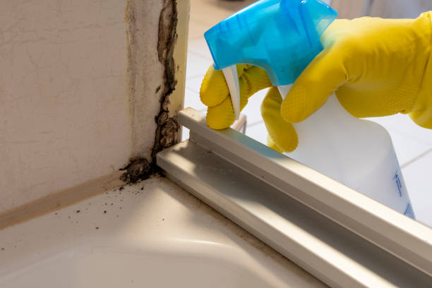 Best Mold Testing and Removal  in Beacon, NY