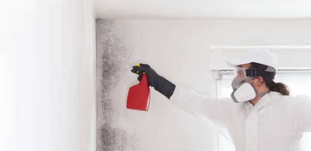 Best Residential Mold Removal  in Beacon, NY
