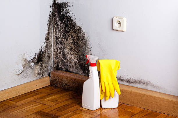 Mold Testing and Removal in Beacon, NY